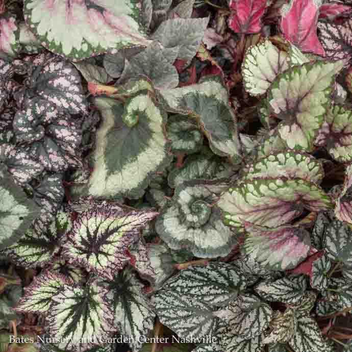 5p!/6p! Begonia Rex Begonia /Tropical