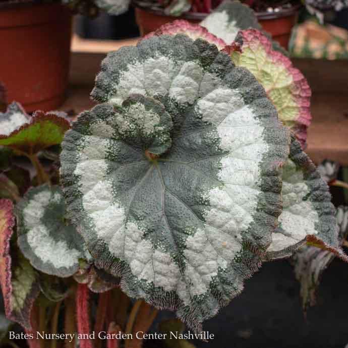 5p!/6p! Begonia Rex Begonia /Tropical
