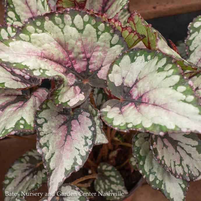 5p!/6p! Begonia Rex Begonia /Tropical