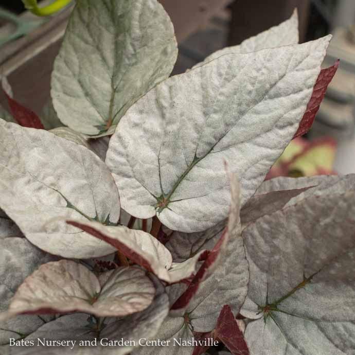 5p!/6p! Begonia Rex Begonia /Tropical