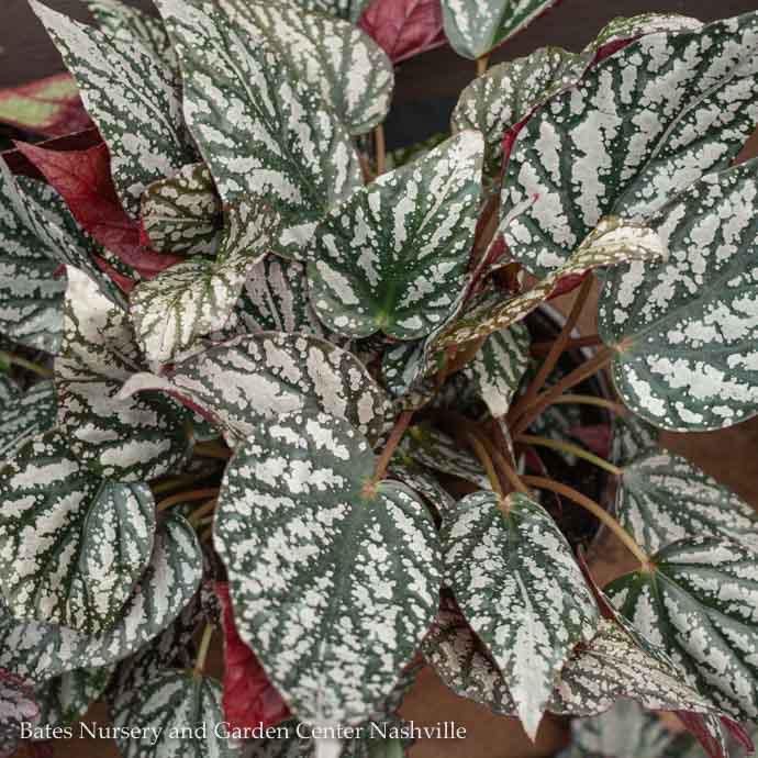 5p!/6p! Begonia Rex Begonia /Tropical