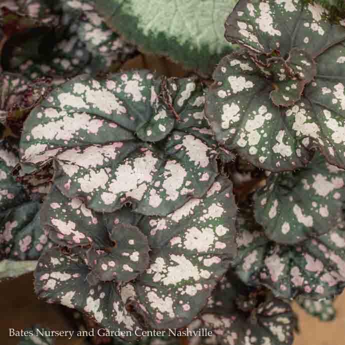 5p!/6p! Begonia Rex Begonia /Tropical