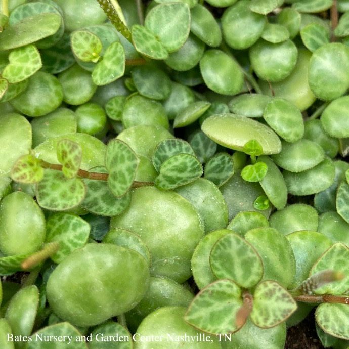 5p! String of Turtles Succulent /Tropical