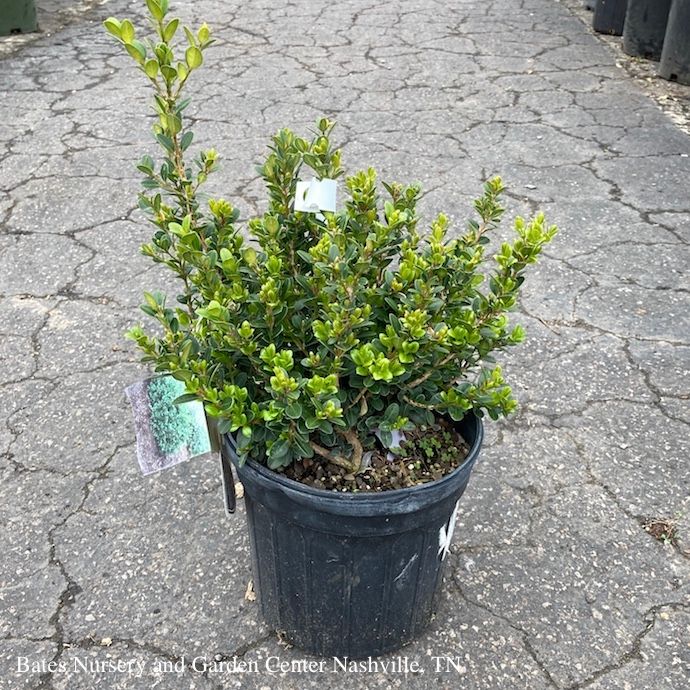 #1 Buxus micro Little Missy/ Dwarf Boxwood