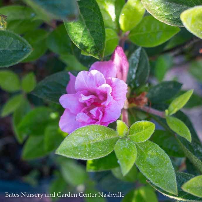#3 Azalea x Encore Autumn Carnation/ Repeat Bubble-gum Pink