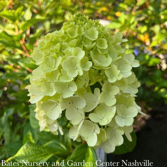 #7 Hydrangea pan PW Little Lime PUNCH/ Panicle