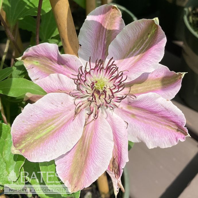 #1 Clematis x Vancouver &#39;Mystic Gem&#39;/ Pink and White