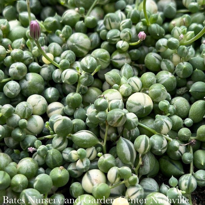 5p! Senecio Row / String of Pearls Variegated Succulent /Tropical