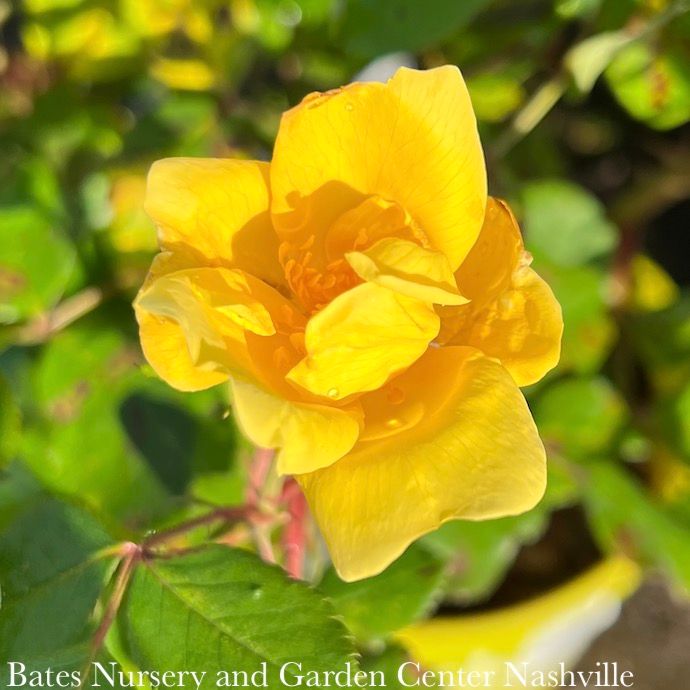 #1 Rosa SUNNY Knock Out/ Yellow Shrub Rose - No Warranty