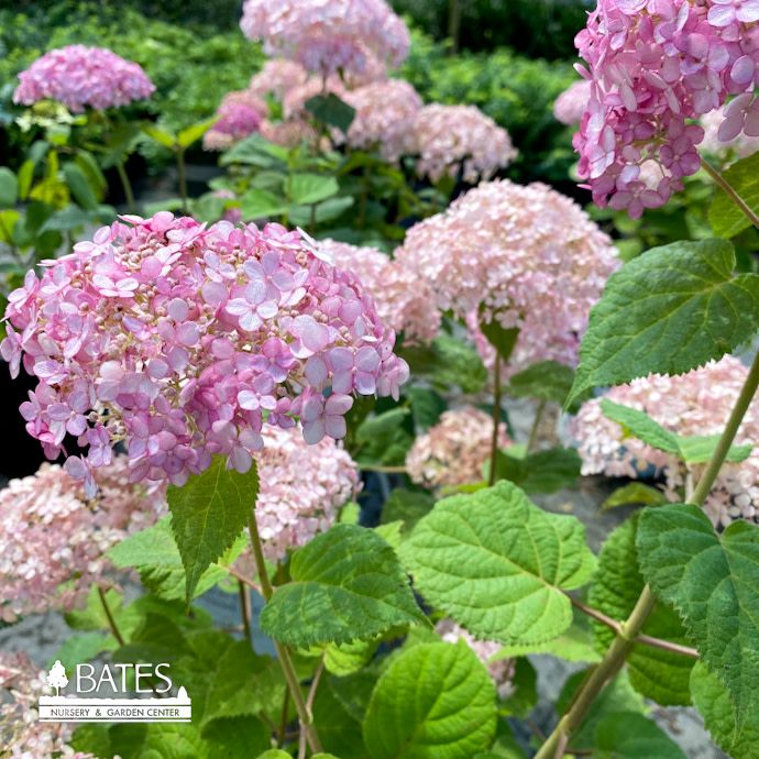 #3 Hydrangea arb PW Incrediball 'BLUSH'/ Smooth Pink Native (TN)