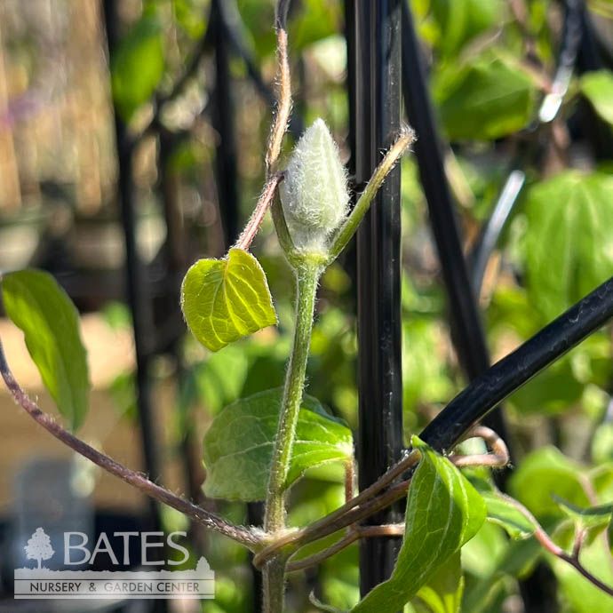#1 Clematis x Ramona/ Lavender Purple