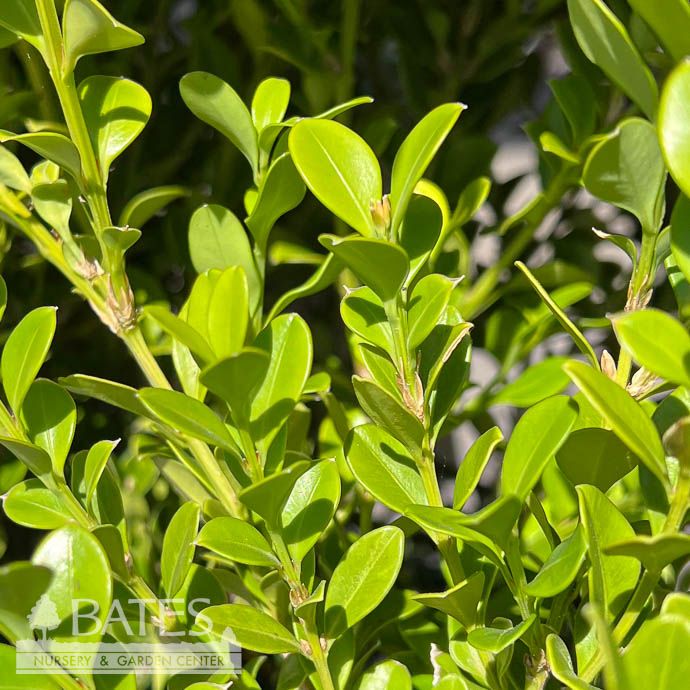 #3 Buxus x Better Boxwood &#39;Babylon Beauty&#39;/ Compact