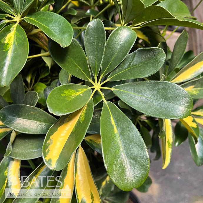 10p! Schefflera Arboricola Gold Capella STD /Tropical