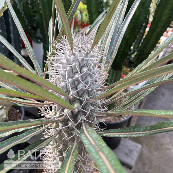 10p! Cactus Pachypodium Geayi /Silver Madagascar Palm /Tropical