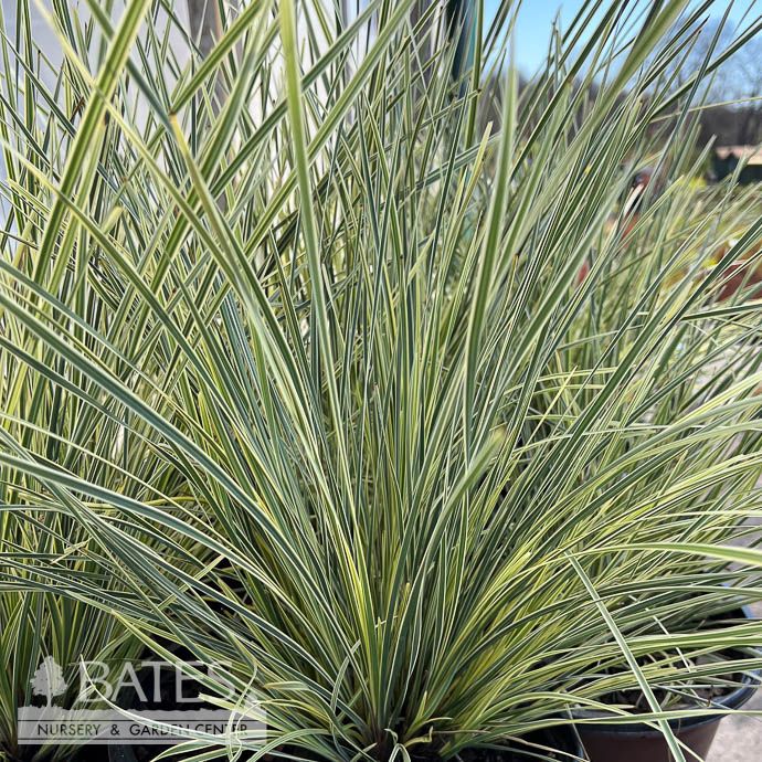 Tropical Grass #2 Lomandra Platinum Beauty/ Mat Rush
