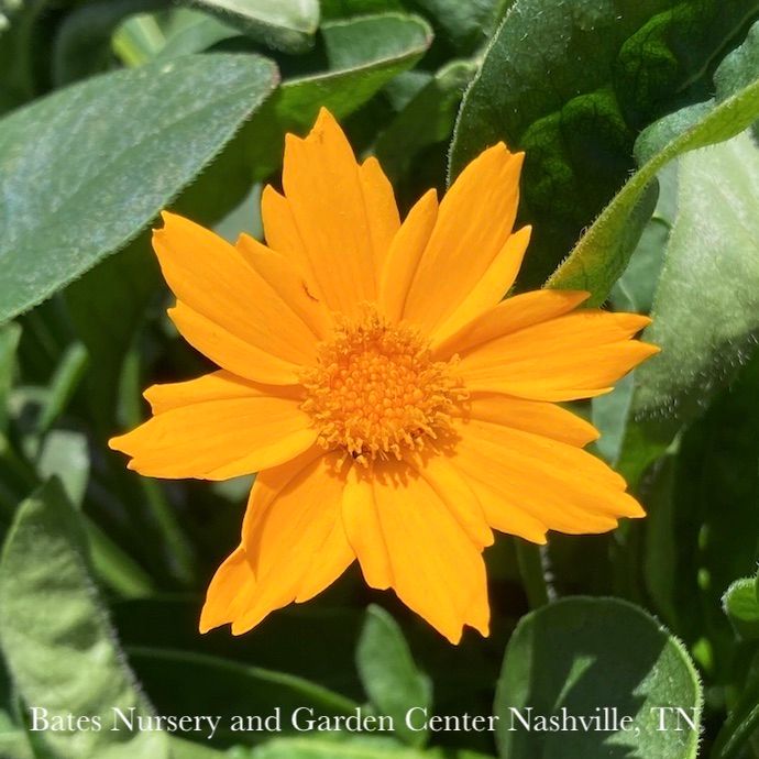 QP Coreopsis aur Nana/ Dwarf Yellow Tickseed Native (TN)