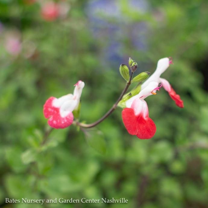 #1 Salvia microphylla Hot Lips/ Red, White - No Warranty