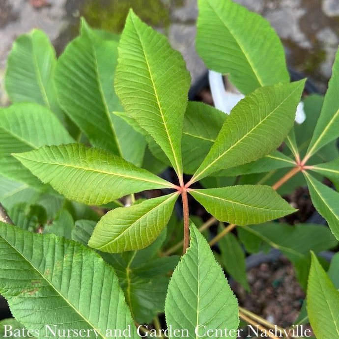 #5 Aesculus pavia/ Red Buckeye Native (TN)