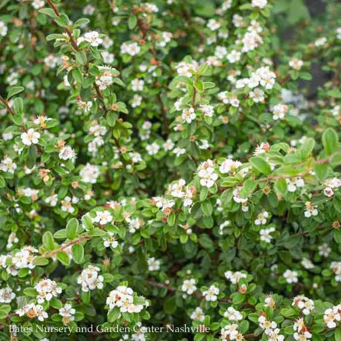 #1 Cotoneaster dammeri Coral Beauty