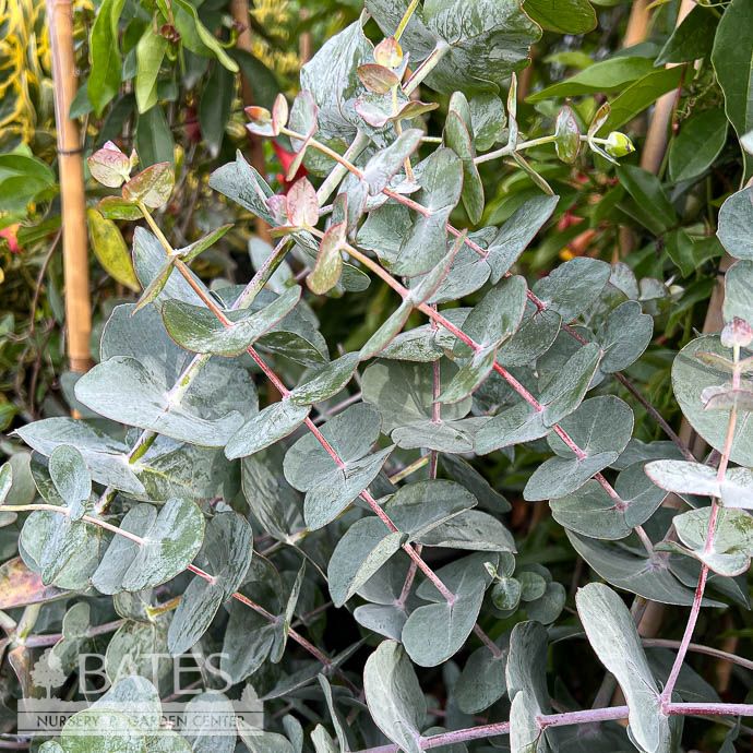 Tropical QP Eucalyptus  cinerea/ Silver Dollar - No Warranty