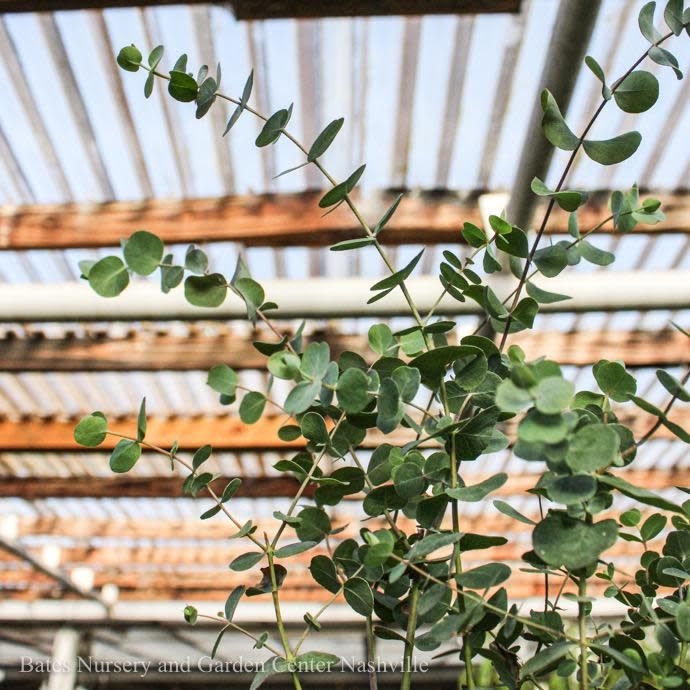 Tropical QP Eucalyptus  cinerea/ Silver Dollar - No Warranty