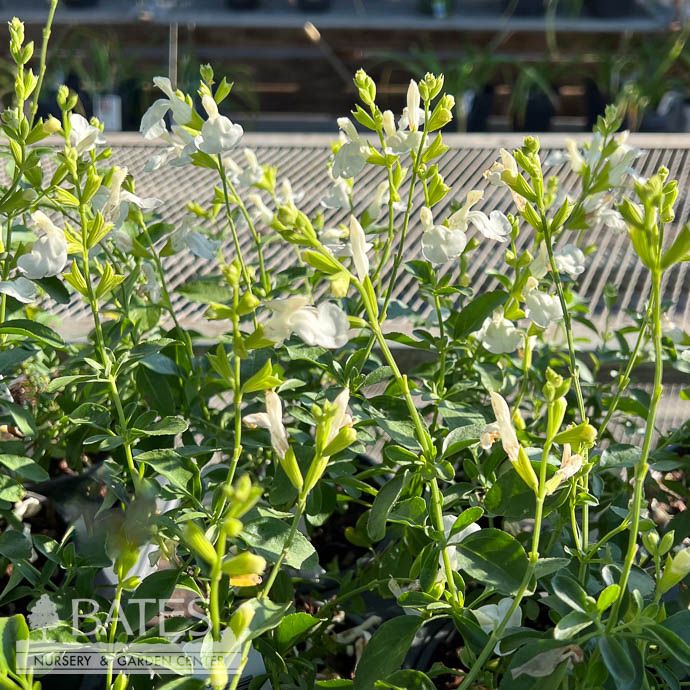 #1 Salvia greggii Alba/ White Autumn Sage Native (R) - No Warranty