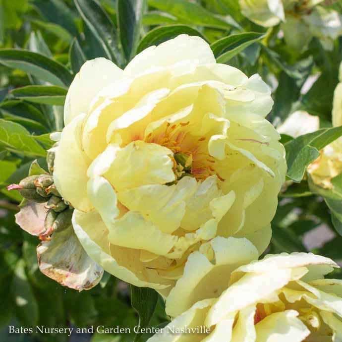 #2 Paeonia Canary Brilliants/ Semi-double Yellow and Apricot Itoh Peony