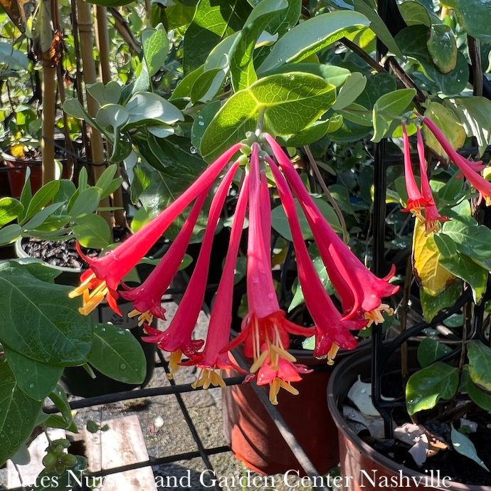 #1 Lonicera x brownii Dropmore Scarlet/ Red Honeysuckle