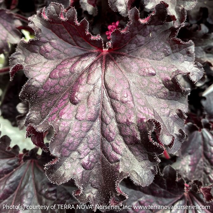 #1 Heuchera x Forever &#39;Midnight&#39;/ Coral Bells