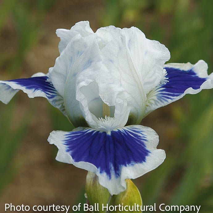 #1 Iris germ Open Your Eyes/ White, Blue German Bearded