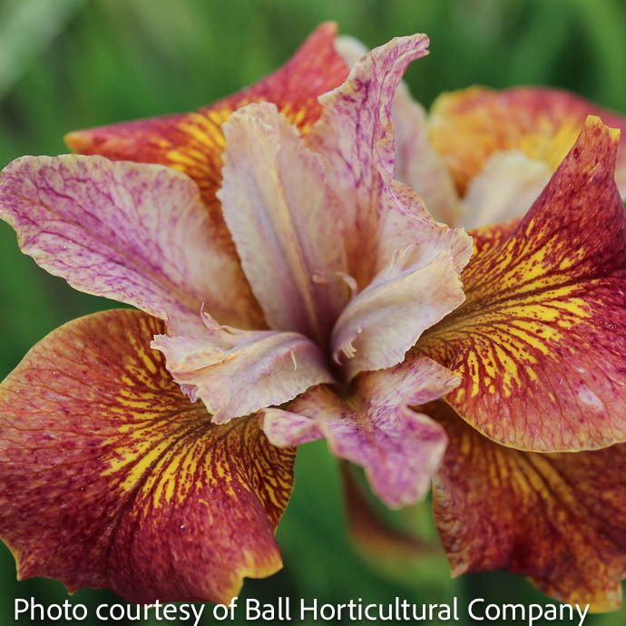 #1 Iris sibirica Paprikash/ Red, Yellow Siberian