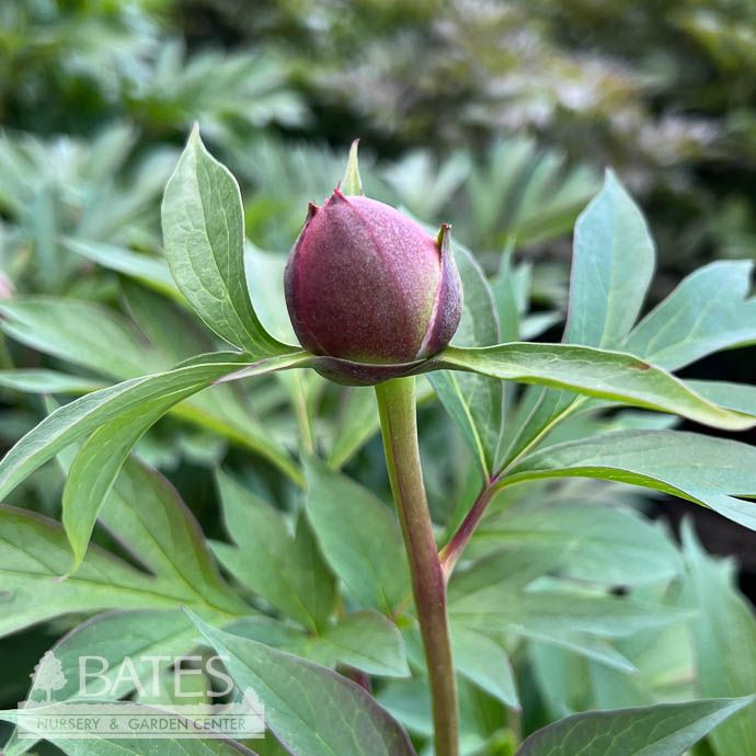 #5 Paeonia Garden Candy 'Evie Jane'/  Pink Itoh Peony
