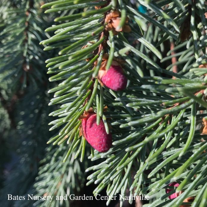 #7 STK Picea ab Pendula/ Weeping Norway Spruce