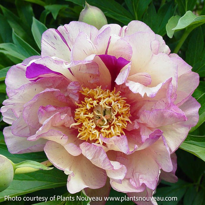 #5 Paeonia Garden Candy &#39;Blueberry Lemonade&#39;/ Yellow, Purple Itoh Peony