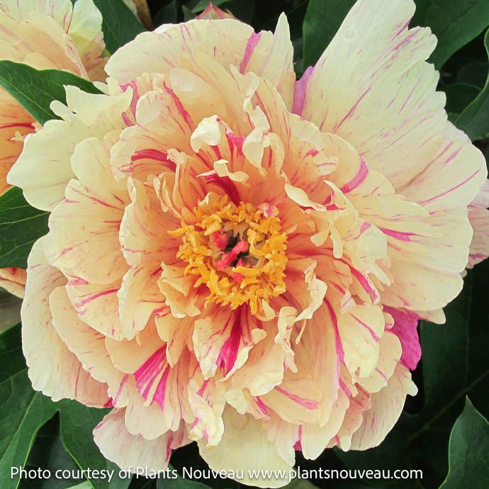 #5 Paeonia Garden Candy &#39;Blueberry Lemonade&#39;/ Yellow, Purple Itoh Peony