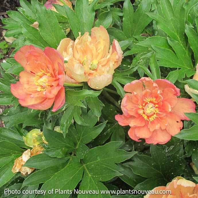 #5 Paeonia Garden Candy &#39;Summer Sunset&#39;/ Yellow, Orange Itoh Peony