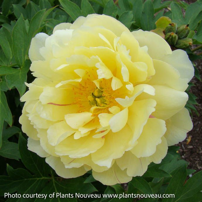 #5 Paeonia Garden Candy &#39;Pineapple Fizz&#39;/ Yellow Itoh Peony
