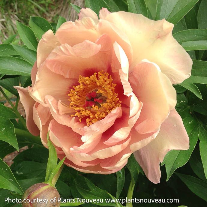#5 Paeonia Garden Candy 'Peach-a-licious'/ Orange Itoh Peony