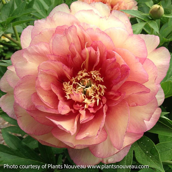 #5 Paeonia Garden Candy 'Simply Scrumptious'/ Yellow, Pink Itoh Peony