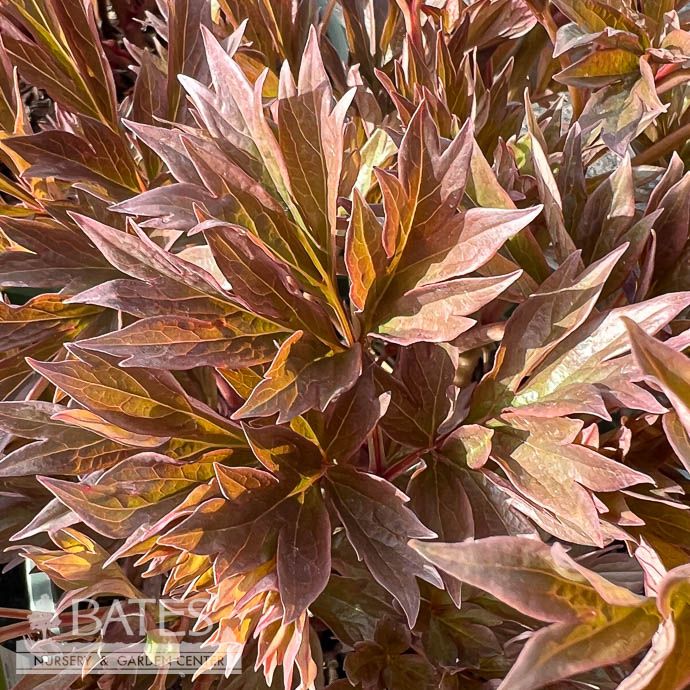 #5 Paeonia Garden Candy 'Evie Jane'/  Pink Itoh Peony