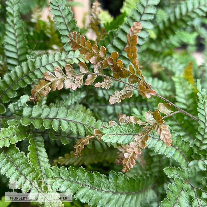 4p! Fern - Maidenhair Fern Ruby /Tropical