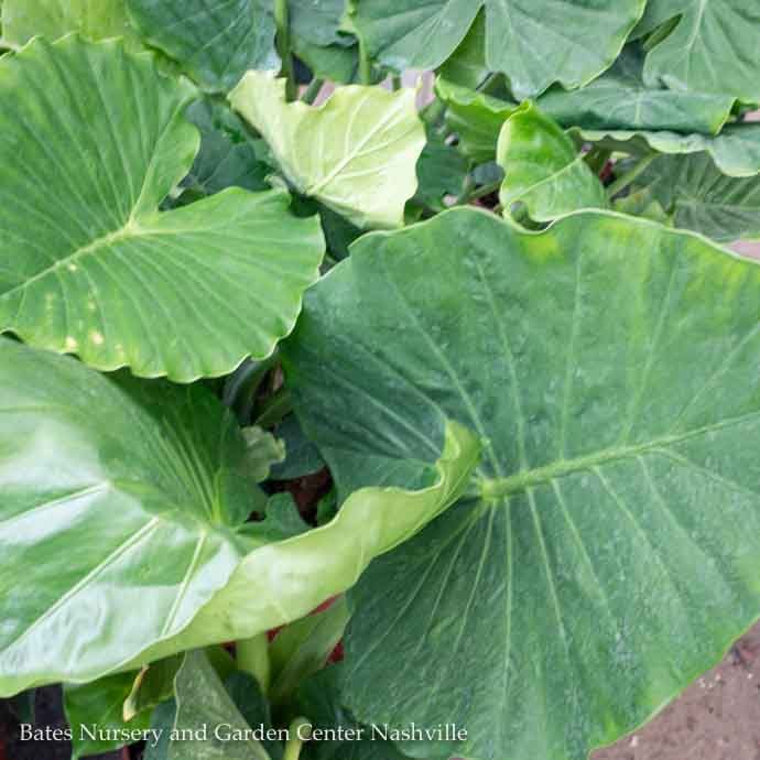 Tropical 10P Alocasia Borneo Giant/ Elephant Ear