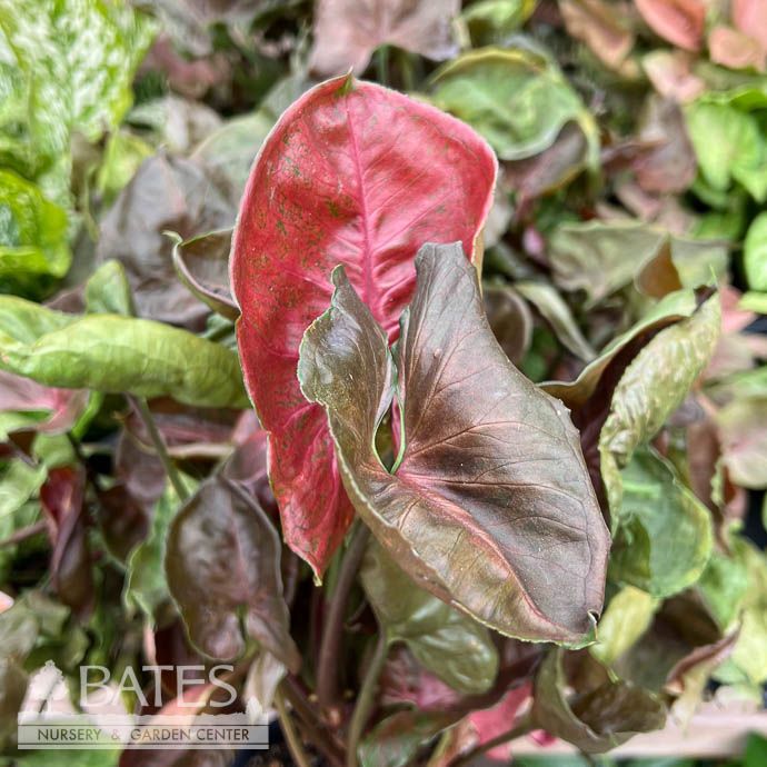 5p! Syngonium Strawberry Ice /Arrowhead Plant /Nephthytis /Tropical