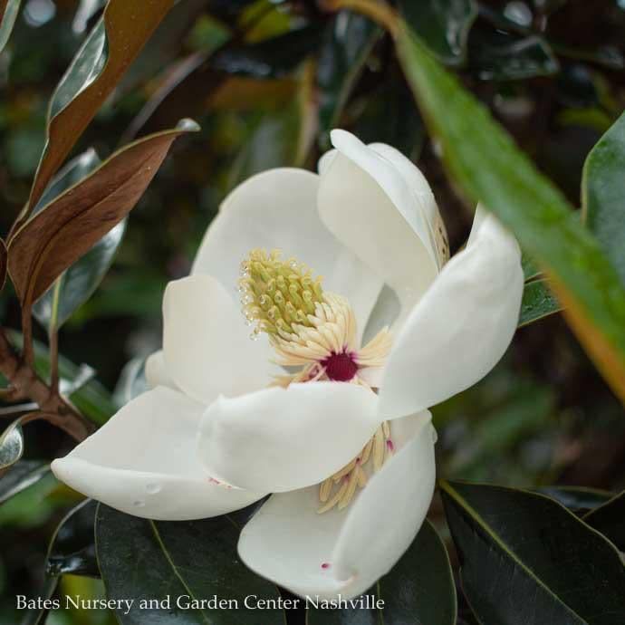 Topiary Espalier #15 Magnolia grand Little Gem/ Dwarf Southern  Native (TN)