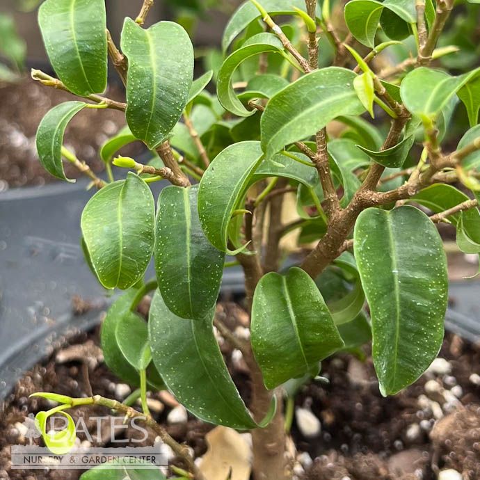 5p! Ficus Benjamina Too Little /Tropical