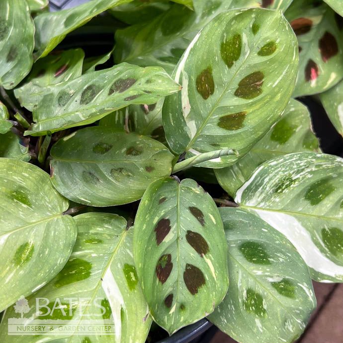 5p! Maranta Variegated / Prayer Plant /Tropical