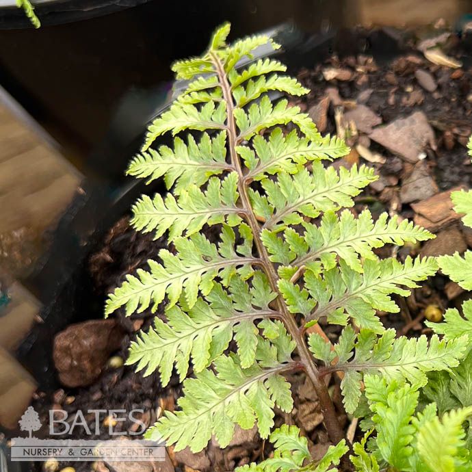 #1 Athyrium niponicum var pictum Red Beauty/ Japanese Painted Fern