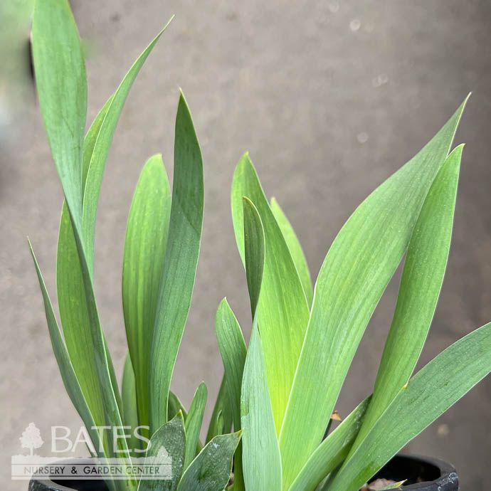 #1 Iris germ Coconino/ Purple, Cream German Bearded