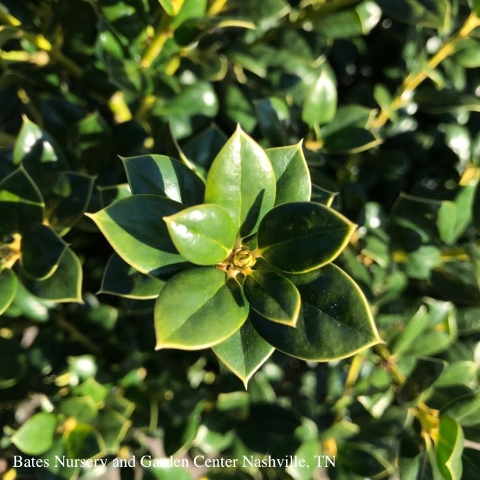 #3 Ilex corn Burfordii Nana / Dwarf Burford Chinese Holly (Self-fertile)