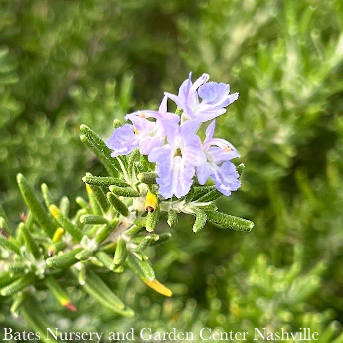 #1 Rosmarinus SL Chef&#39;s Choice/ Rosemary - No Warranty